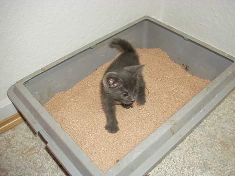 Huskat Baloo - Når man ska, så ska man.... billede 2