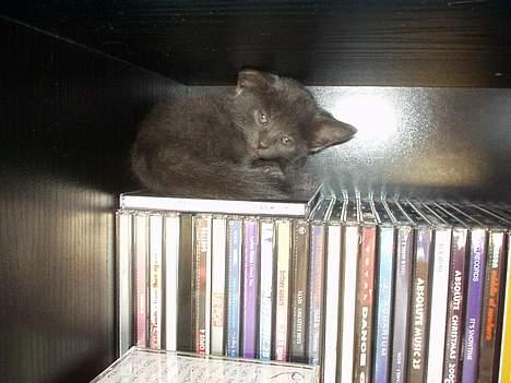 Huskat Baloo - GAAAAAB....... Her er der ingen der forstyre mig..... billede 3