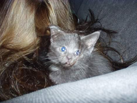 Huskat Baloo - Titte Bøhhhh............ billede 4