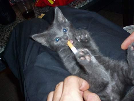 Huskat Baloo - Prøver at holde op........... billede 5