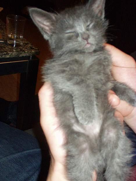 Huskat Baloo - Er jeg ikke dejlig......... billede 6