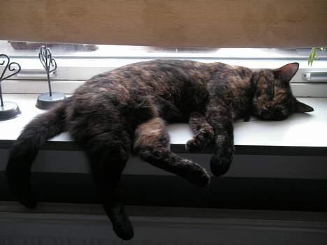 Huskat Gaia - neeeej... vil ik ud endnu...! (09.07.2006) billede 7