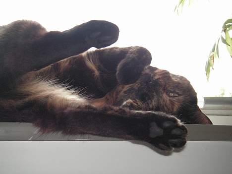 Huskat Gaia - Bare li 10 minutter mere...!?  (09.07.2006) billede 8