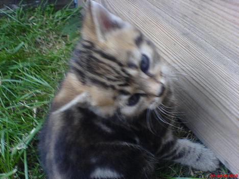 Huskat Pusser - Kælenavnet .  - hun er bare såååååå søde <3   den 6 juli 2oo6 billede 5