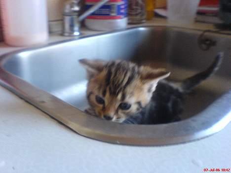 Huskat Pusser - Kælenavnet .  - Pusser i vasken ..  den 6 juli 2006 billede 6