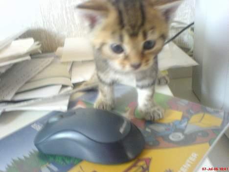 Huskat Pusser - Kælenavnet .  - nam..Nam.. en Mus ... HAHA ..     den  7 juli 2oo6 billede 7