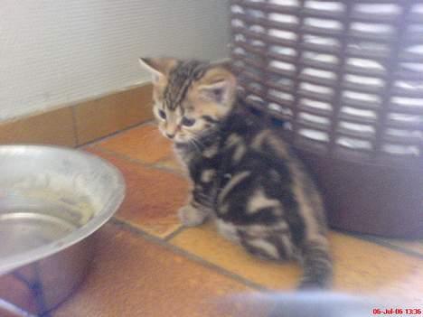 Huskat Pusser - Kælenavnet .  - Pusser <3 billede 8