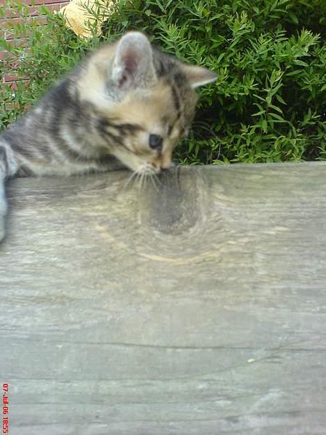 Huskat Pusser - Kælenavnet .  - hahaa... Jeg prøver at kravle over ,og ned på den anden side af vores "bur" ! haha.. billede 9