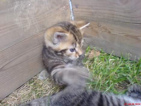 Huskat Pusser - Kælenavnet .  - Pusser det leger ! billede 10