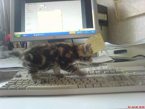 Huskat Pusser - Kælenavnet .  - på der er på com´en :D  billede 11