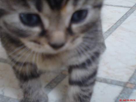 Huskat Pusser - Kælenavnet .  - Pusser <3 billede 12