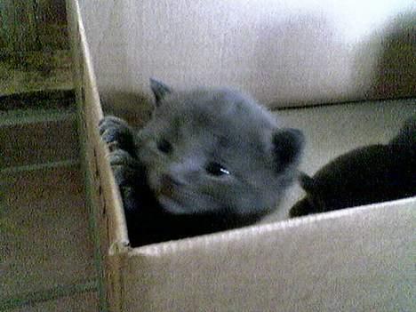 Blanding af racer gucci billede 1