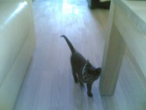 Blanding af racer gucci billede 2