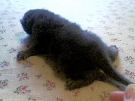 Blanding af racer gucci billede 3