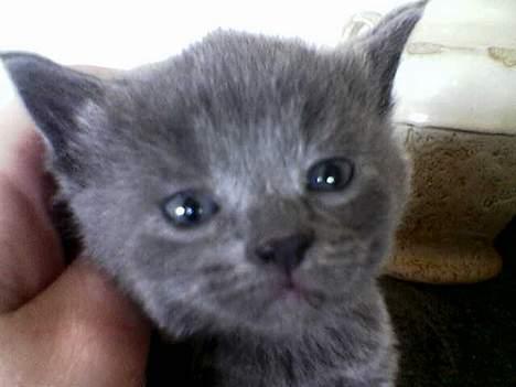 Blanding af racer gucci billede 4