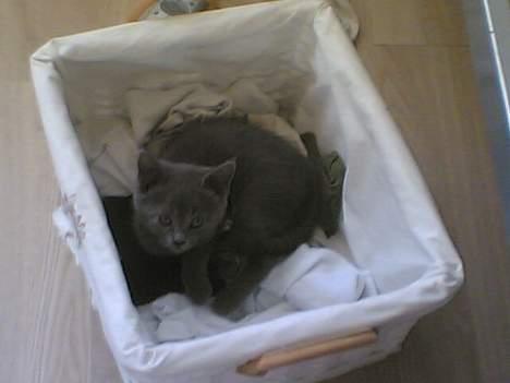 Blanding af racer gucci billede 5