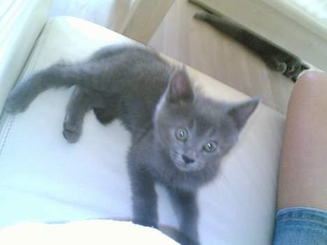 Blanding af racer gucci billede 6