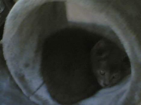 Blanding af racer gucci billede 7