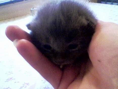 Blanding af racer gucci billede 8