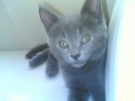 Blanding af racer gucci billede 9