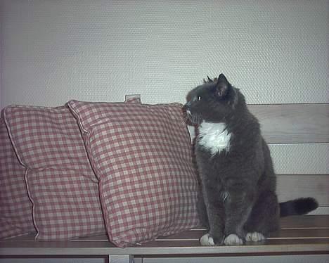 Blanding af racer Musti <3 Nye billeder :] billede 18