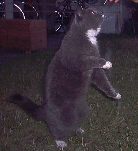 Blanding af racer Musti <3 Nye billeder :] billede 19