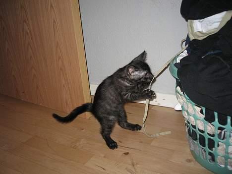 Huskat Taz - En vasketøjskurv kan være utroligt spændene billede 7