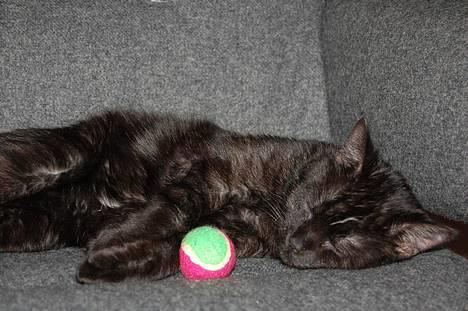 Huskat Taz - Faldt i søvn med min nye bold... billede 8