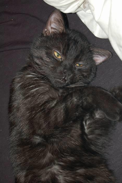 Huskat Taz - Mmm, sengen er et klart favorit-sove-sted billede 9