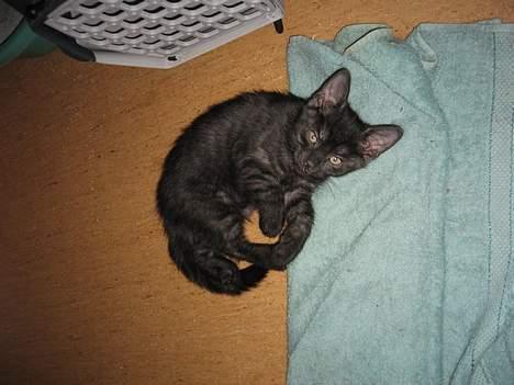 Huskat Taz - Taz på hans sove tæppe, har ikke så mange ting til ham endnu billede 10