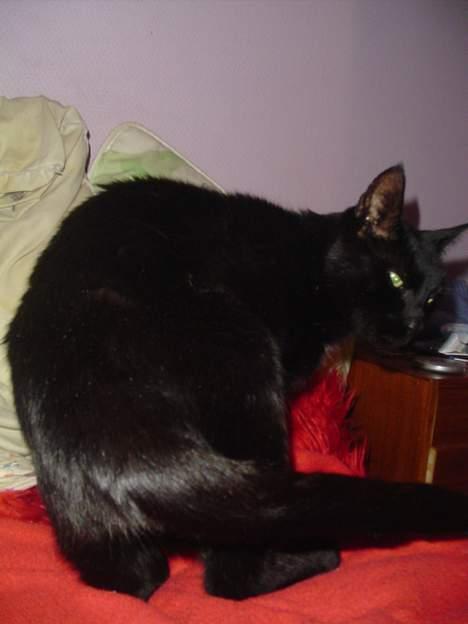 Blanding af racer sorte mis billede 4