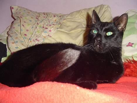 Blanding af racer sorte mis billede 6