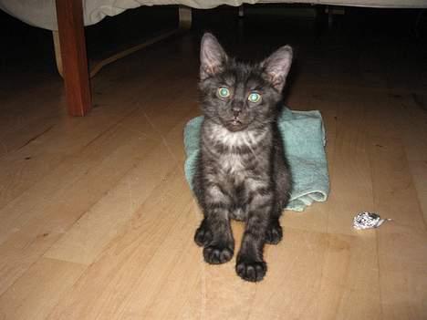 Huskat Taz - Kom frit frem Taz billede 11