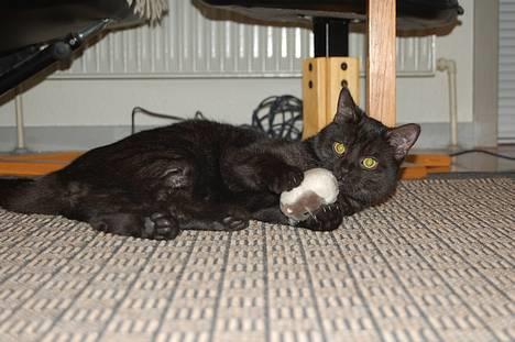 Huskat Taz - Taz har fanget sig en mus... billede 12