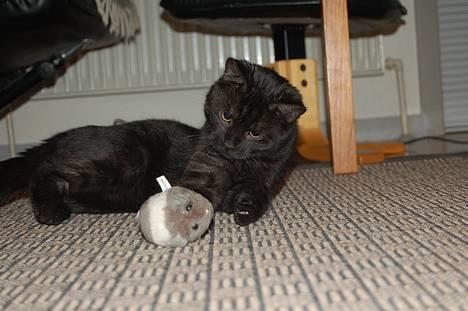 Huskat Taz - Den er ikke død endnu billede 13