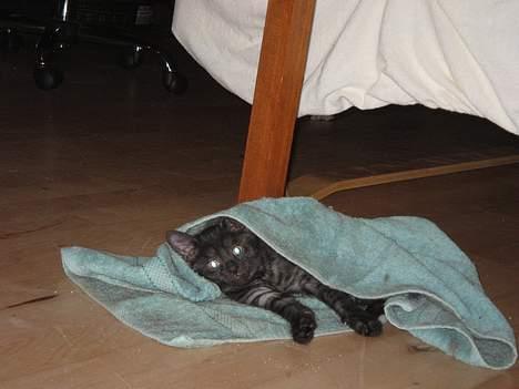 Huskat Taz - He he efter Taz fandt ud af det var mig der var irriterende med den grimme blitz billede 14