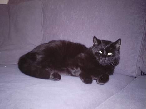 Huskat Tiger *Død* - MIAW billede 6