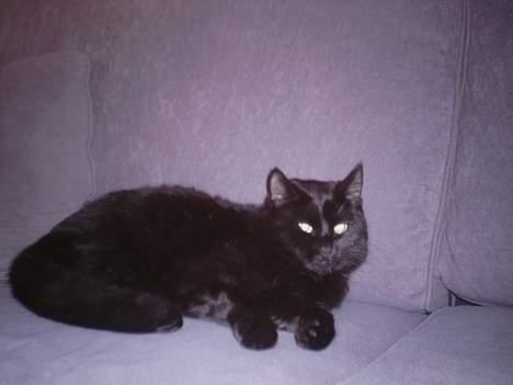 Huskat Tiger *Død* - Hej hej  billede 7