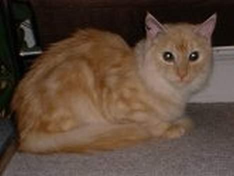 Blanding af racer Silina - ligger og kigger på dig.. hehe.... billede 1