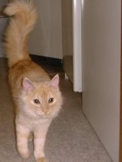 Blanding af racer Silina - lækker mis.. hehe billede 2