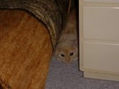 Blanding af racer Silina - gemmer sig.. (da hun stadig er killing.. det er hun også nu men hun er da blevet pænt stor) billede 3