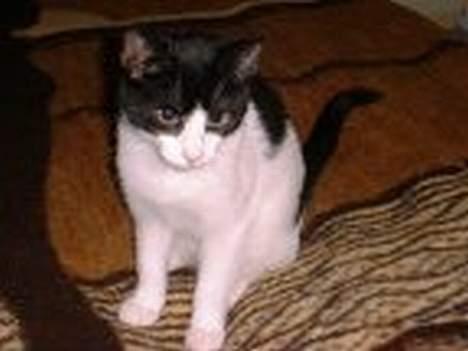 Blanding af racer Bamse - smukke... er meget lille! er blevet større og mørkere:P billede 1