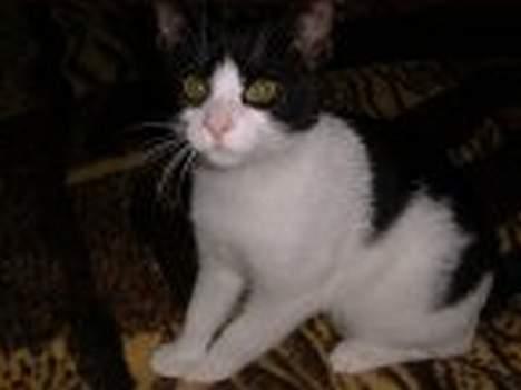 Blanding af racer Bamse - se moar.. er jeg ikke dejlig? billede 2