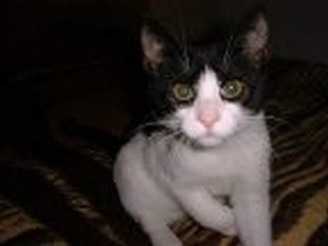 Blanding af racer Bamse - er jeg flot? billede 3