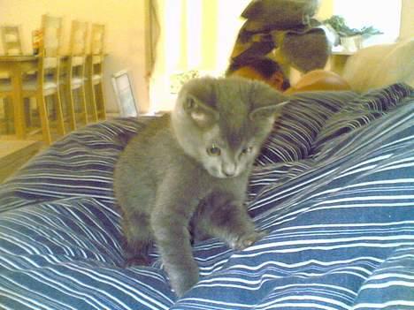 Blanding af racer gucci billede 10