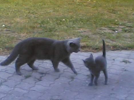 Blanding af racer gucci billede 11