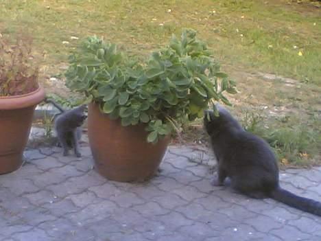 Blanding af racer gucci billede 12