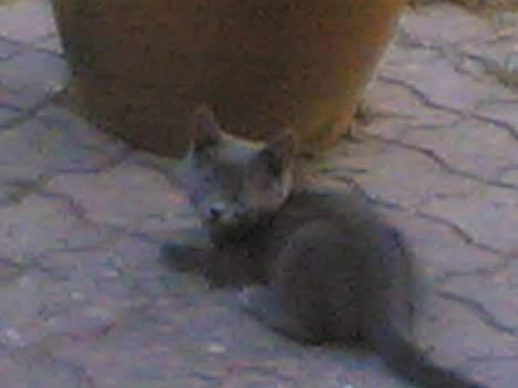 Blanding af racer gucci billede 13