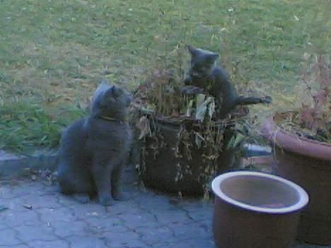 Blanding af racer gucci billede 14