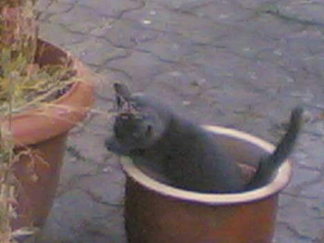 Blanding af racer gucci billede 15